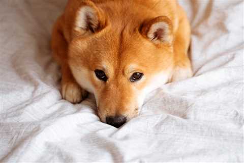 Here’s a Huge Threat to Shiba Inu and Dogecoin You Might Not Have Seen Coming