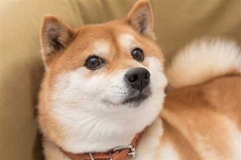 Shiba Inu Has Doubled in 2 Weeks: 3 Reasons I'm Still Not Buying - Shiba Inu Market News