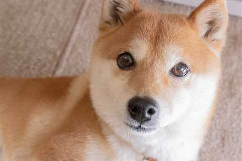 What's Next for Shiba Inu: $0.0001 or $0.00001? - Shiba Inu Market News