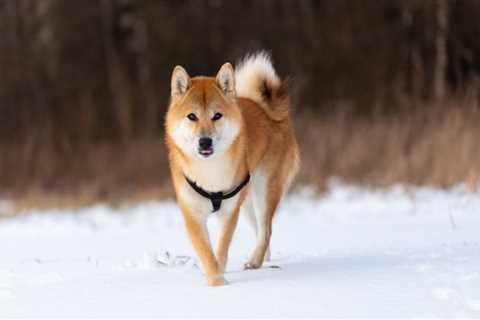 Shiba Inu: What new listing on Brazil's Foxbit means for investors - Shiba Inu Market News