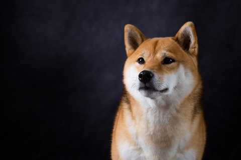 Could the Metaverse Help Shiba Inu Soar? - Shiba Inu Market News