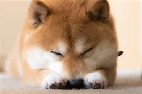 Why Shiba Inu Was Down 10% Today - Shiba Inu Market News