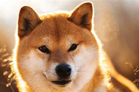 Whales grab 470B Shiba Inu tokens as active addresses keep declining - Shiba Inu Market News