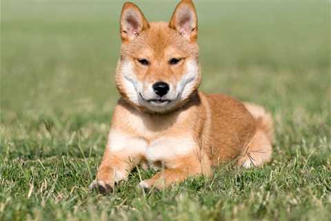 2 Reasons to Sell Shiba Inu Before It’s Too Late - Shiba Inu Market News