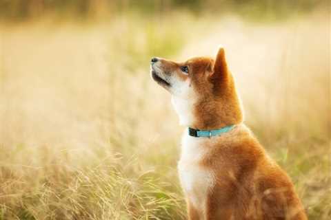 If You Invested $100 in Shiba Inu, Here's How Much You'd Have Now - Shiba Inu Market News