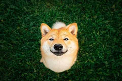 Can Shiba Inu Ever Reach $0.01?