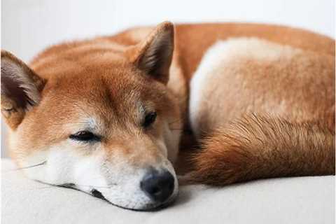 Shiba Inu Lead Developer Says “Can You Pet The Dog” Will Learn Like Others That SHIB Is Not A Meme