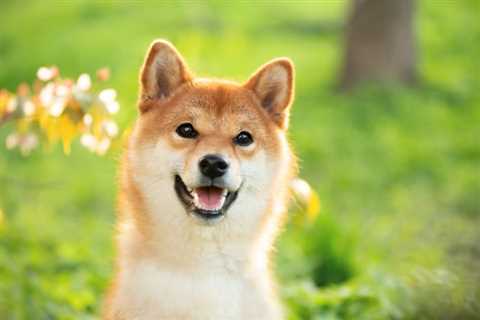 Crypto Comeback: Can Shiba Inu Reach $1? - Shiba Inu Market News