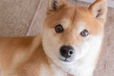 Why This Event Could Get Shiba Inu Investors Barking Again - Shiba Inu Market News