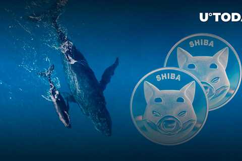 Shiba Inu Whales Timing SHIB Price Moment as Transactions Jump 275% - Shiba Inu Market News