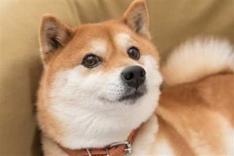 Shiba Inu: Buy, Sell, or Hold in 2023? - Shiba Inu Market News